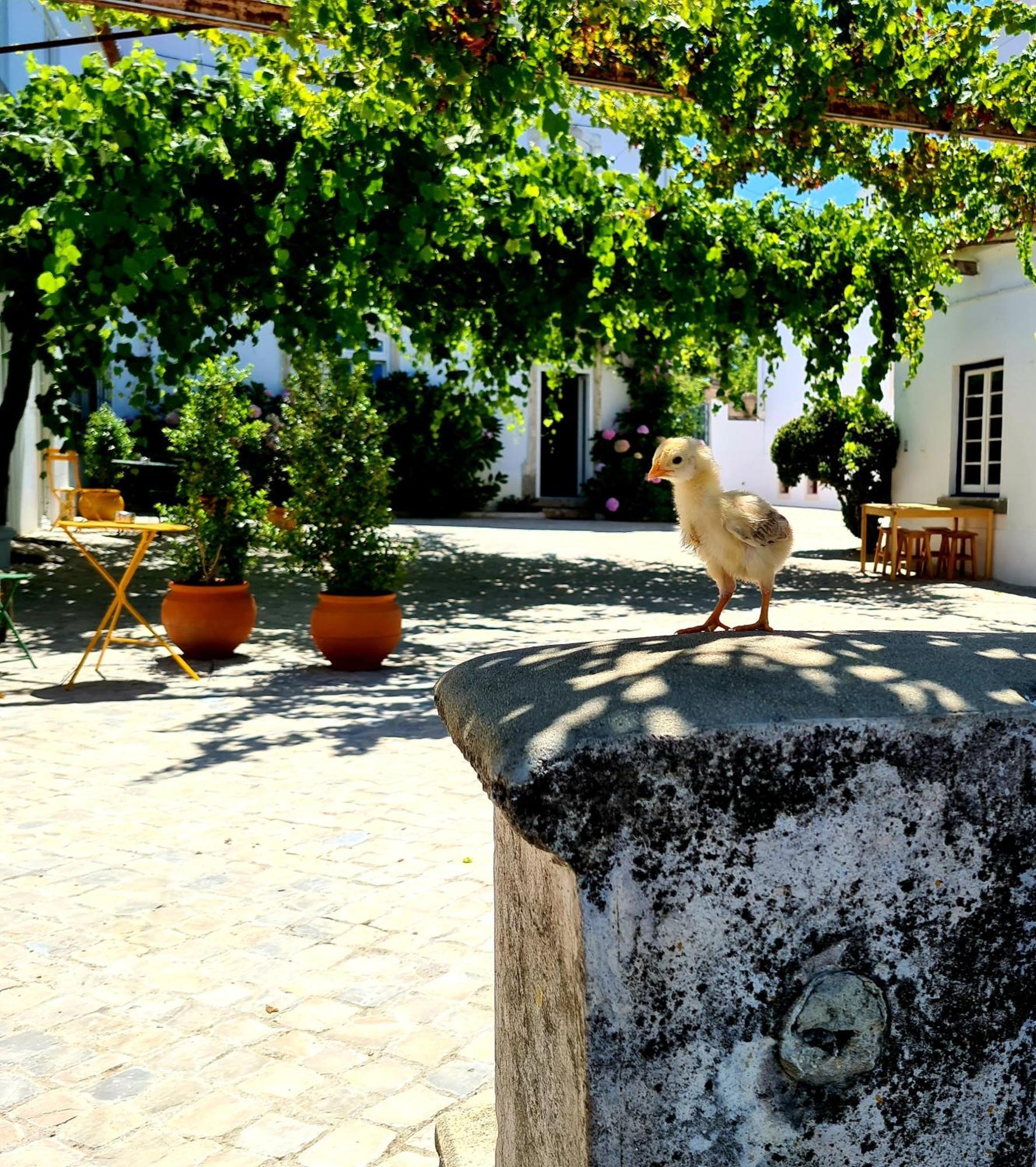 Oryza Guest House& Suites Coimbra Buitenkant foto
